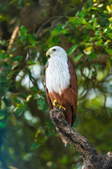 Brahminy kite, Haliastur indus, Goa, India.