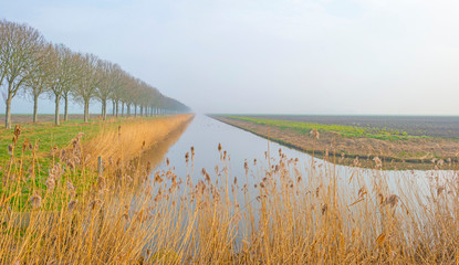 Edge of a canal in a rural foggy landscape in winter