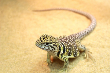 collared lizard