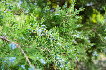 Green thuja or juniper tree branches wis berries background close up - obrazy, fototapety, plakaty
