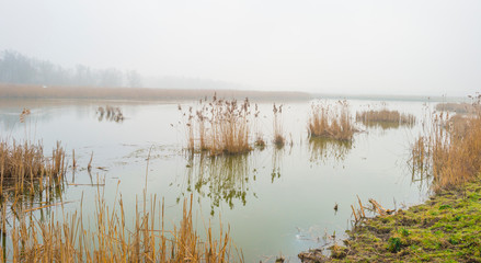 Edge of a foggy lake with reed in sunlight in winter