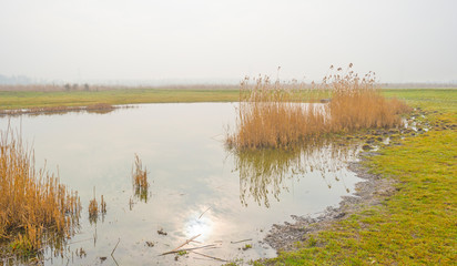 Edge of a foggy lake with reed in sunlight in winter