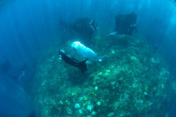 Incredible underwater world - Manta birostis in the Indian Ocean. Diving and wide angle underwater...