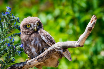 Little owl or Athene noctua on wooden branch with flowers