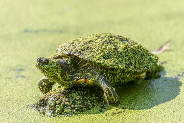 Water turtle sits with duckweed covered on a stone