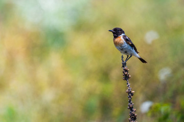 Whinchat Saxicola rubetra Paapje