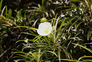 White Flower