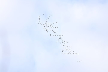 Flock of cranes in migration