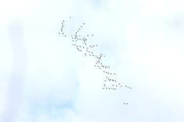 Flock of cranes in migration