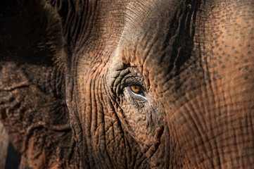 Close-up face of elephant