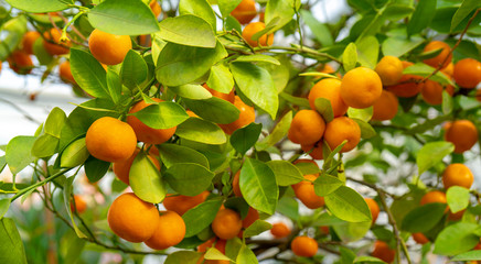 Ripe orange tangerines on a branch.