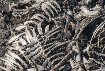 Animal bones piled up in a pile. Death, meat, murder