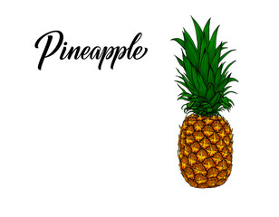 Vintage pineapple in hand-drawn sketch style isolated on white background. Graphic art of exotic tropical fruit. Vector tropical summer fruit - ananas illustration with pineapple lettering.