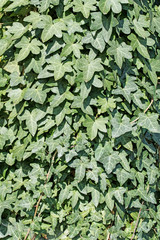 Gewöhnlicher Efeu, Hedera helix