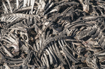 Animal bones piled up in a pile. Death, meat, murder