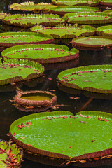 Giant amazonian lily (Victoria amazonica) in water at the Pamplemousess Botanical Garden in Mauritius island.