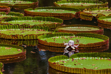 Fototapeta na wymiar Giant amazonian lily (Victoria amazonica) in water at the Pamplemousess Botanical Garden in Mauritius island.