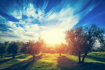 Olive trees in Tuscany, Italy.