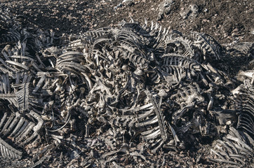 Bones of cows dumped in a large pile at a landfill. Disrespect, deadly business, eating meat