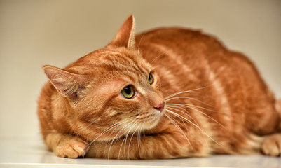 beautiful redhead with stripes cowardly cat