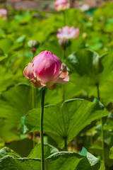 Fine pink lotuses begin to blossom in a pond, Mauritius island