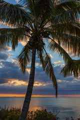 Silhouette of coconut palm tree on the beach against bright sunset, Mauritius island