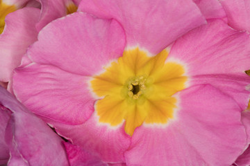 Fiore viola - dettaglio