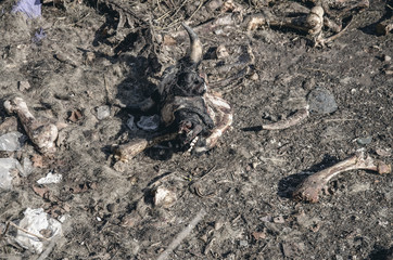 Bones of cows dumped in a large pile at a landfill. Disrespect, deadly business, eating meat
