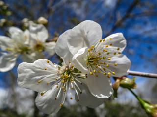 Close-up of white cherry flowers blossom against the background of a blue sky. A lot of white flowers in sunny spring day. Selective focus.