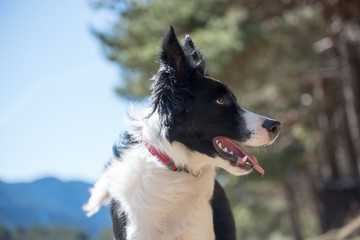 Cute black and white Border Collie puppy In the mountain on Andorra.