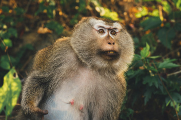 Monkey crab-eating macaque in jungles Asia Thailand