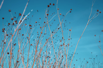 Dried flowers, heads, against the background of blue sky. Nature, autumn, spring. New life, seeds. © Todayphoto