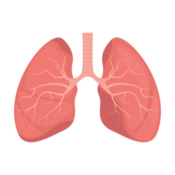 Lungs - human internal organ. Illustration of human lungs. Vector illustration.