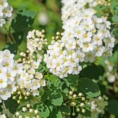 Blühender Spierstrauch, Spiraea