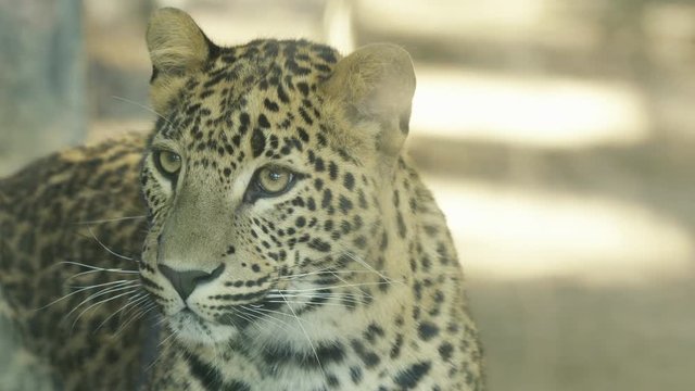 Leopard breeding watching