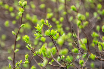 Obraz premium Close up. Spring. April. Awakening of nature. Sprigs of bushes with blooming green buds, delicate green leaves.