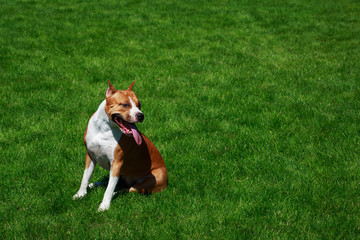 Dog breed Staffordshire Terrier