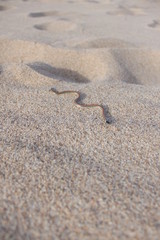 Fototapeta na wymiar Snake at the beach Phalotris Lemniscatus
