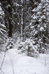 Winter in the wildwood.