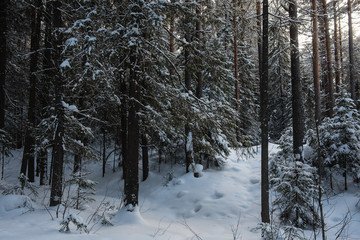 Fototapeta premium Winter in the wildwood.