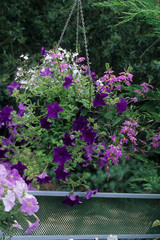 Lobélie et Petunia en suspension