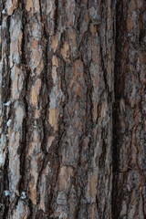 The bark of a pine