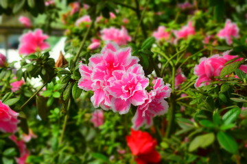 flowers in the garden