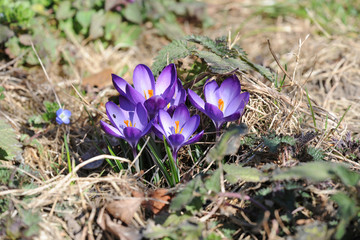 Krokus auf der Wiese