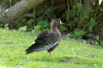 Pygmy Goose stands on one leg in a meadow