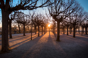 Fototapeta premium Bäume in der Morgensonne