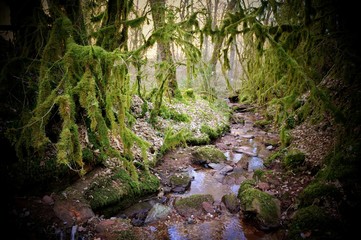 Obraz premium Jurassic