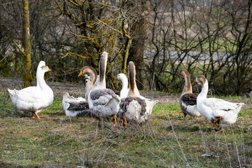 flock of geese grazing on green grass