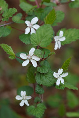 ニガイチゴの花