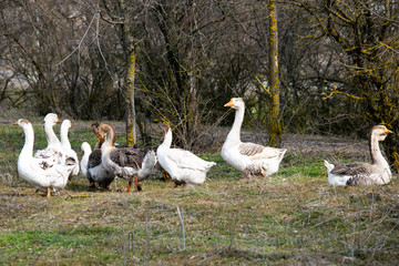 flock of geese grazing on green grass